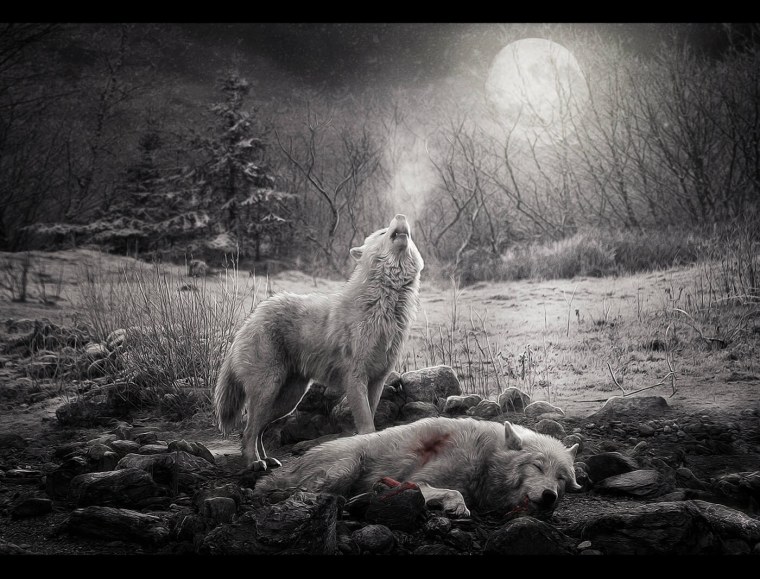 Волк уходит