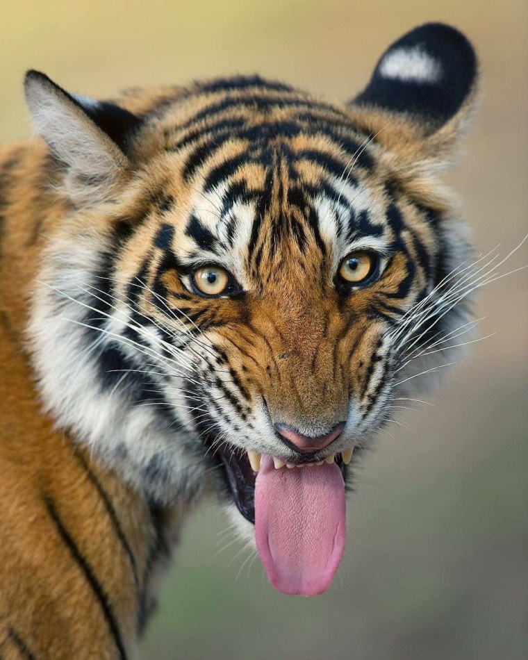 Морда тигра