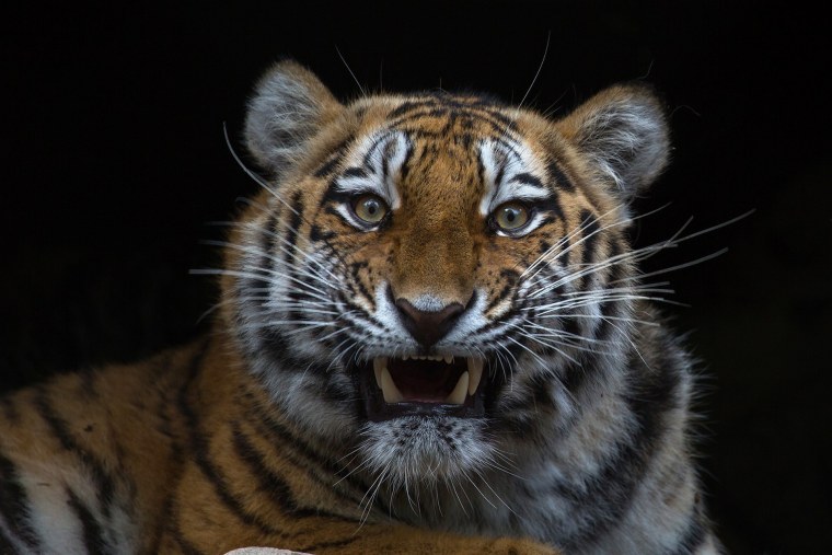 Грозный тигр