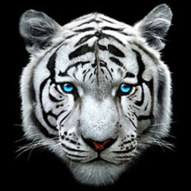 Амурский тигр анфас