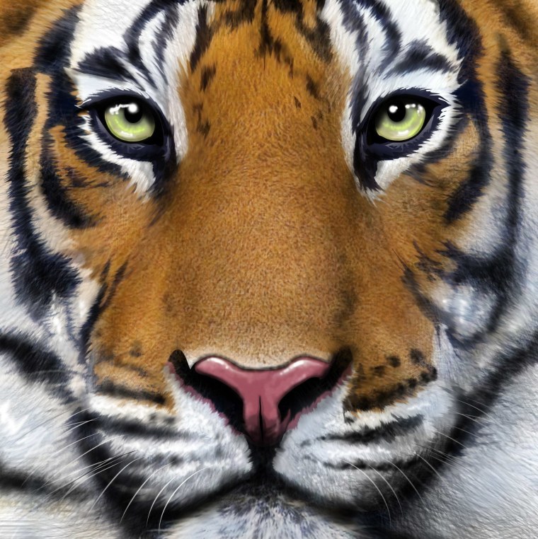 Морда тигра