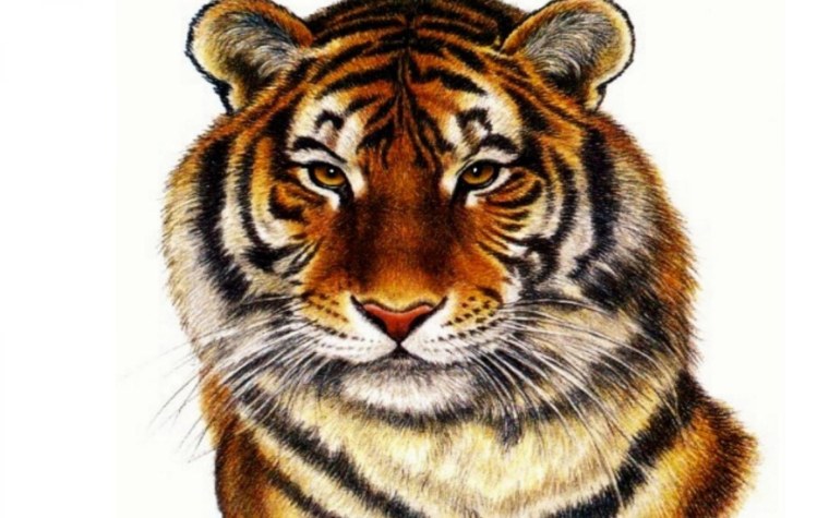 Картина взгляд тигра яркая