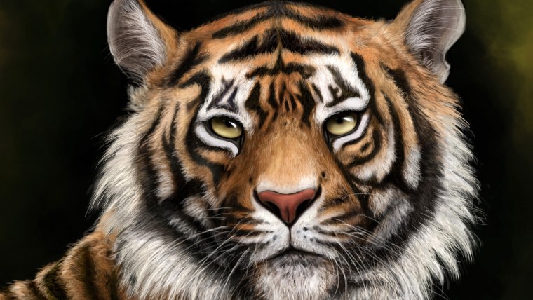 Амурский тигр морда