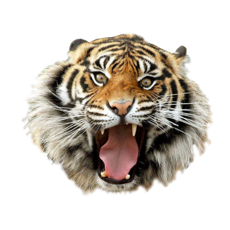 Тигр на заставку