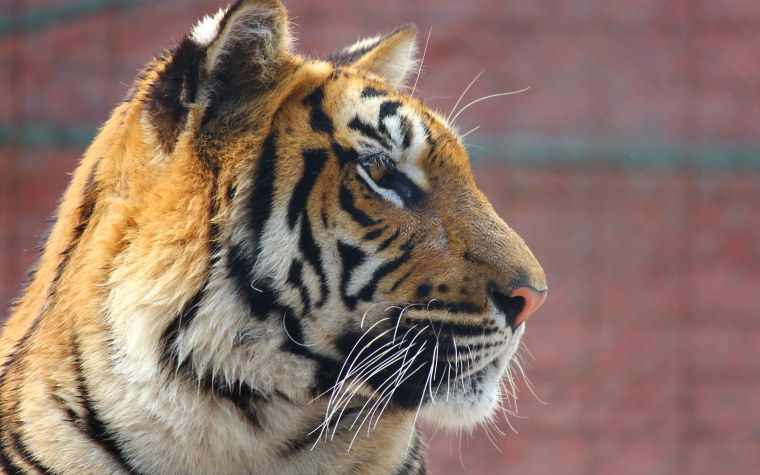 Морда тигра сбоку