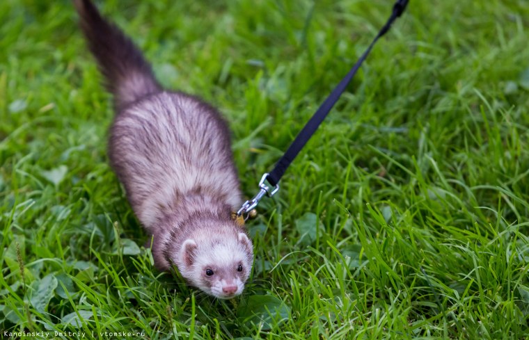 Мини хорьки фретка