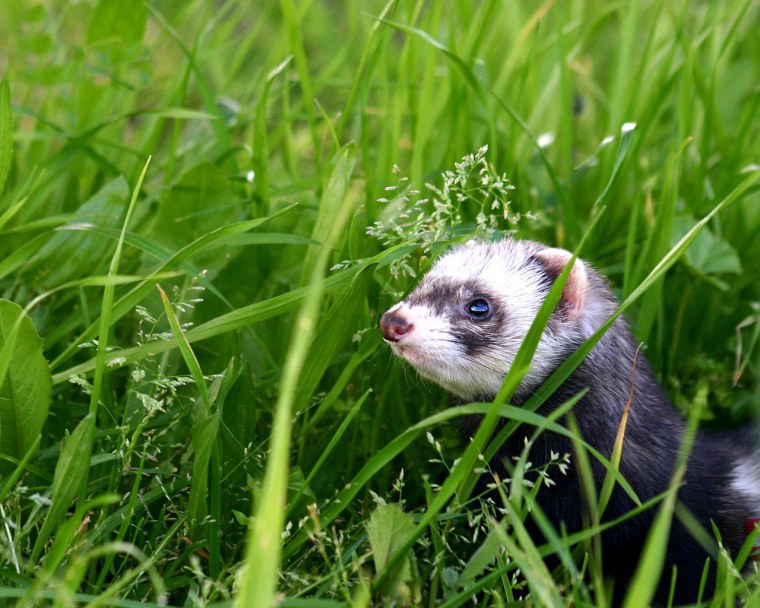 Лесной хорь