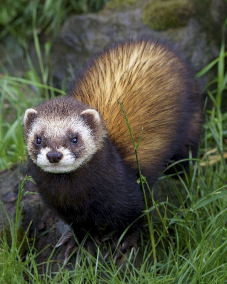 Амурский Степной хорек