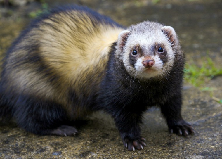 Хорь Сибирский