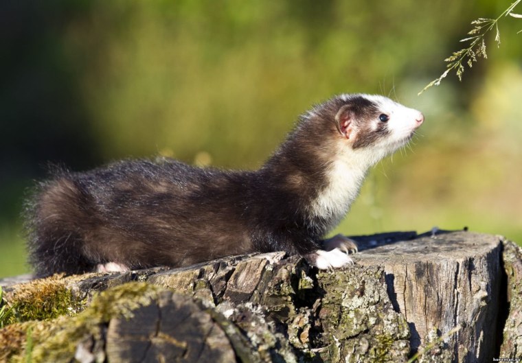 Хорёк Хонорик щенки