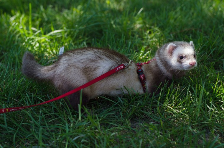 Хорек фретка