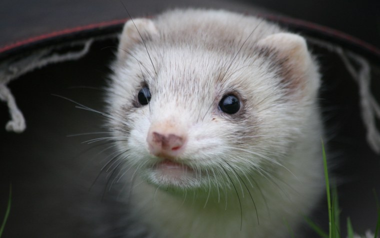 Хонорик серый