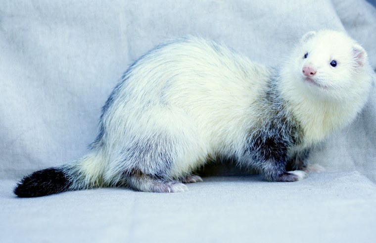 Хонорик гибрид