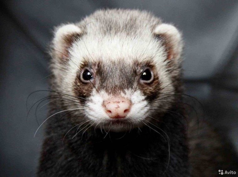 Ханорик или Хонорик