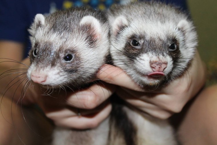 Лесной хорек норка