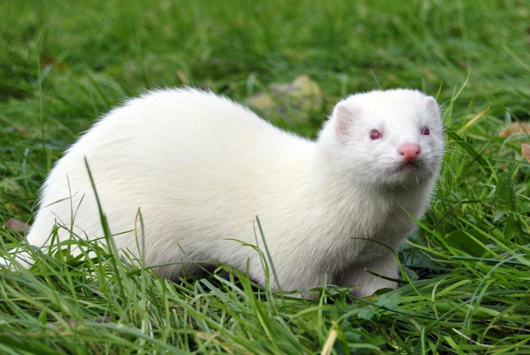 Фретка хорек-альбинос