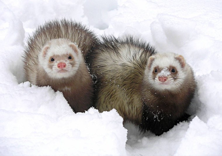 Хорек зимой