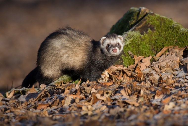Хорь Лесной Mustela putorius