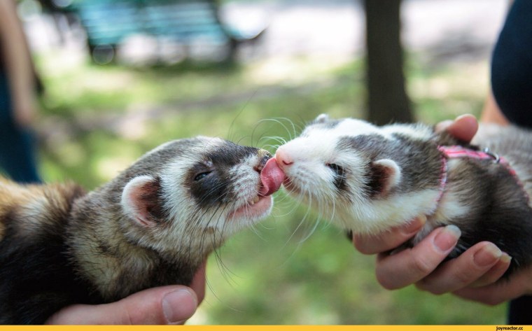 Хорек маленький