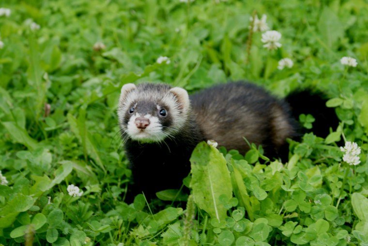 Хорёк Хонорик щенки