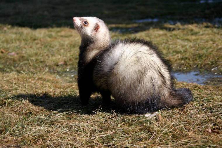 Хорёк Лесной белый