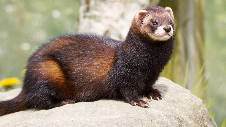 Хорь Лесной Mustela putorius