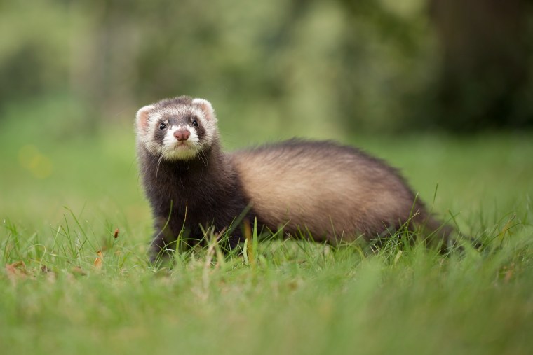 Хорек окрас шампань