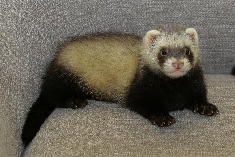 Хорёк Хонорик щенки