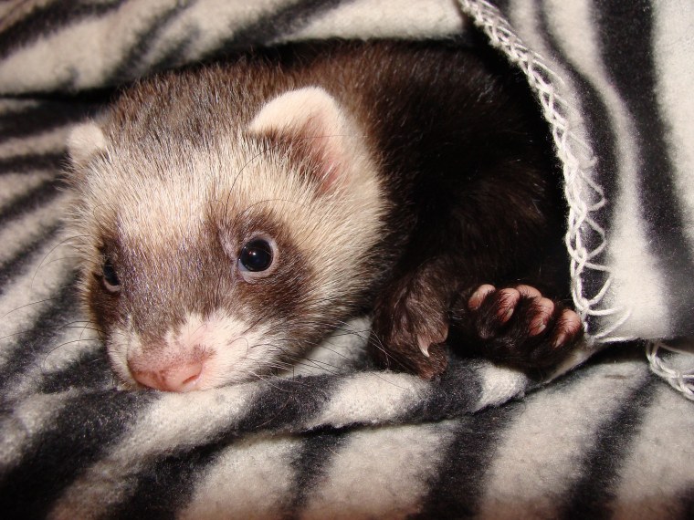 Мраморный хорек