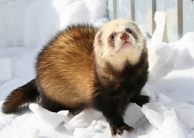 Дикий хорек Сибирский