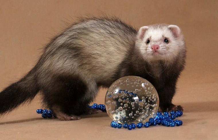 Забавные хорьки