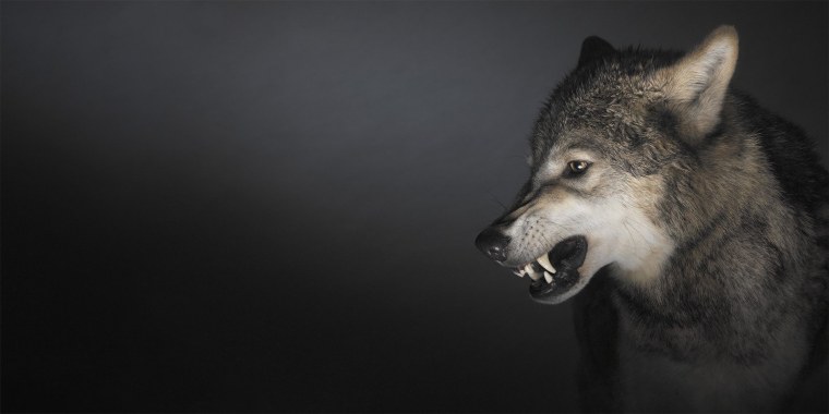 Цитаты волка