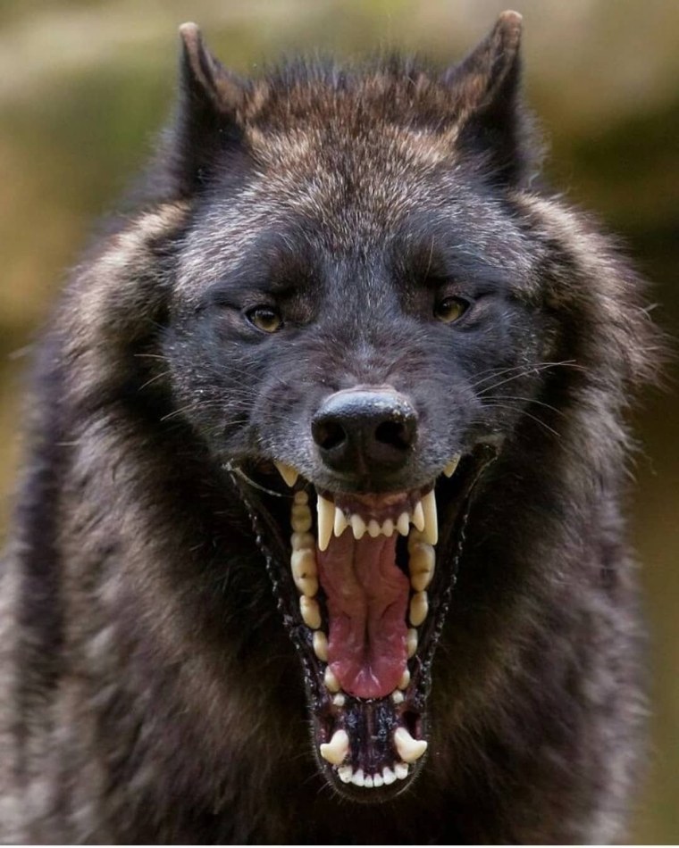 Волкособ Вульф