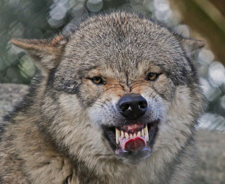 Оскал Западно сибирской лайки