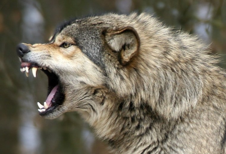 Волк морда скалится