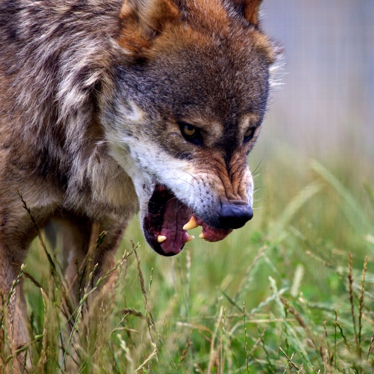 Оскал волка фото