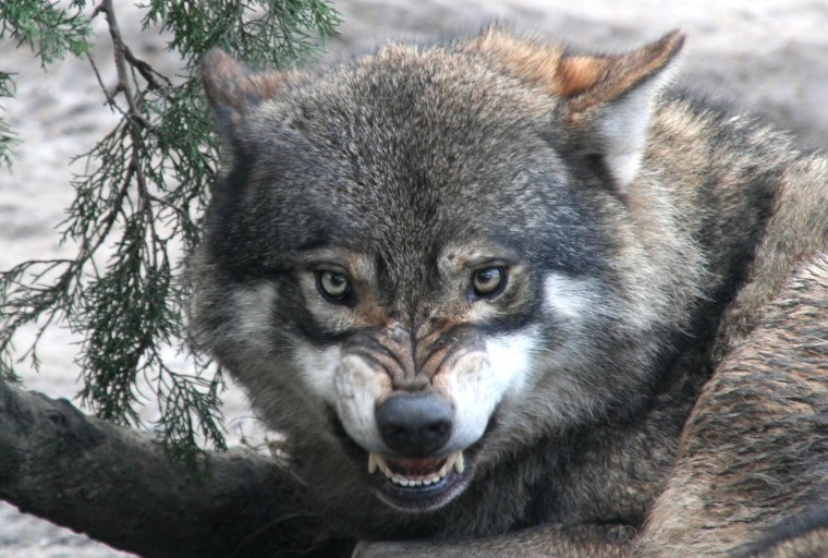 Морда волка оскал