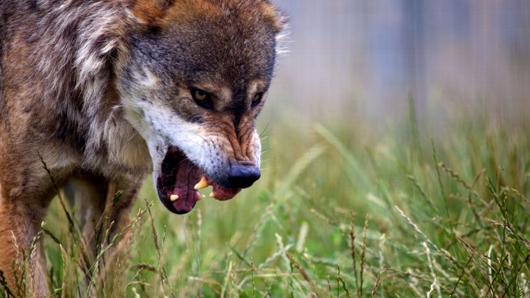 Обои на телефон оскал волка