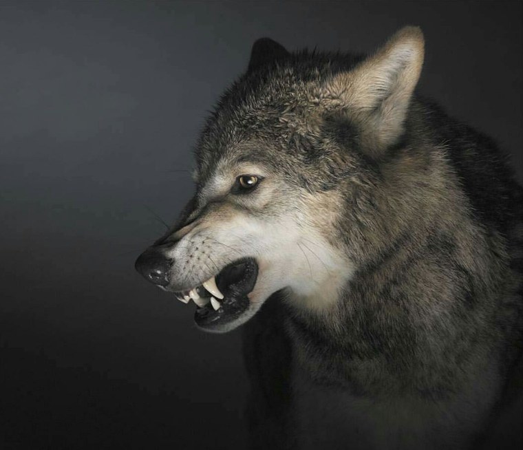 Волк оскал