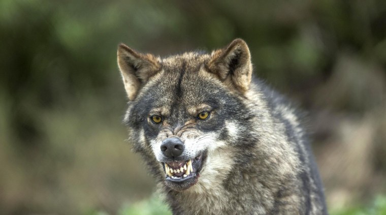 Черный Шакал