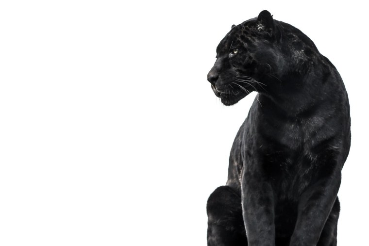 Черная пантера