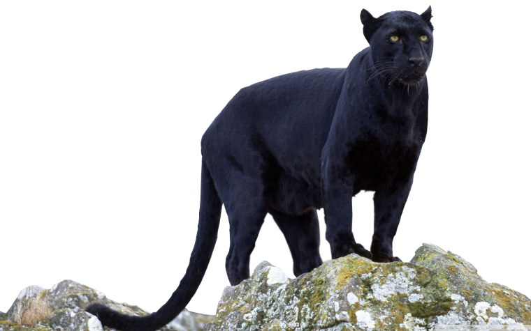 Черный Ягуар