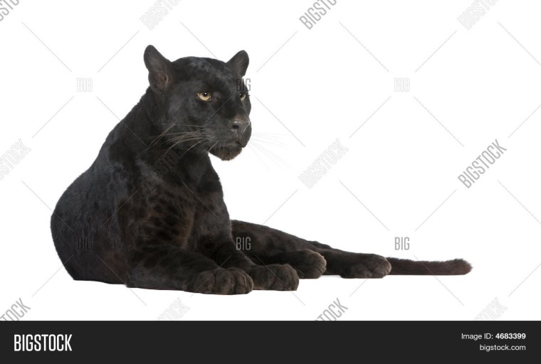 Пантера на белом фоне