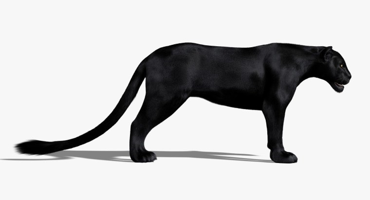 Черная пантера сбоку