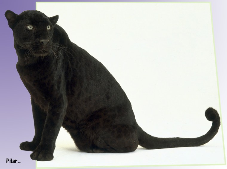 Пума черная