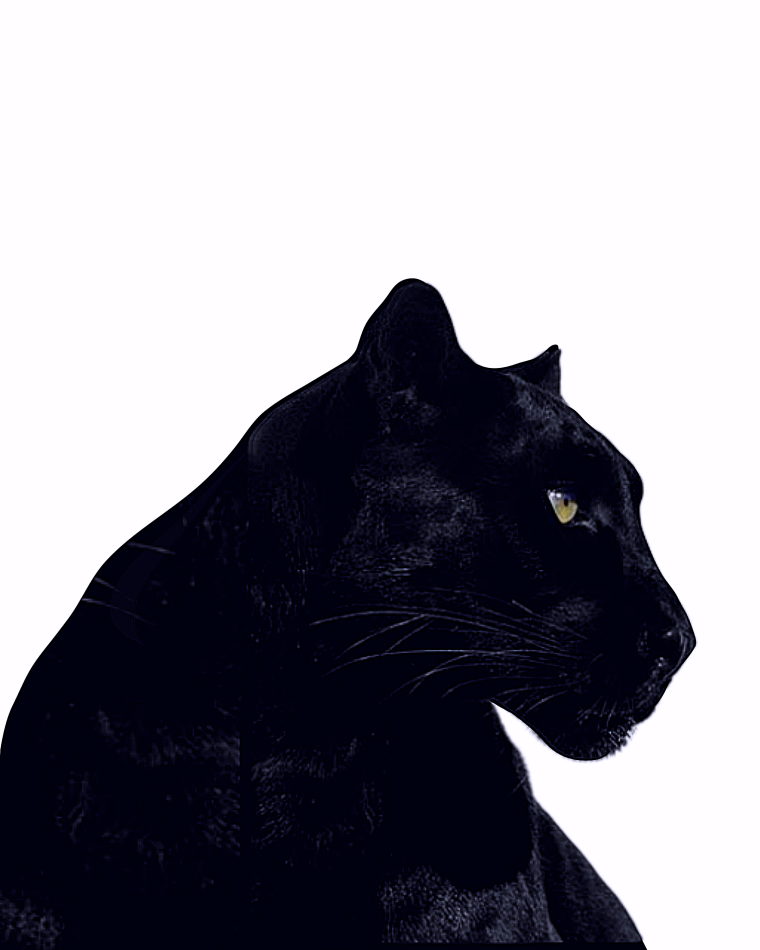 Черная пантера