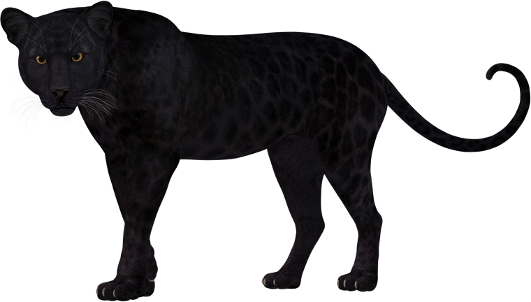 Пума силуэт