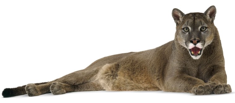 Пума для детей