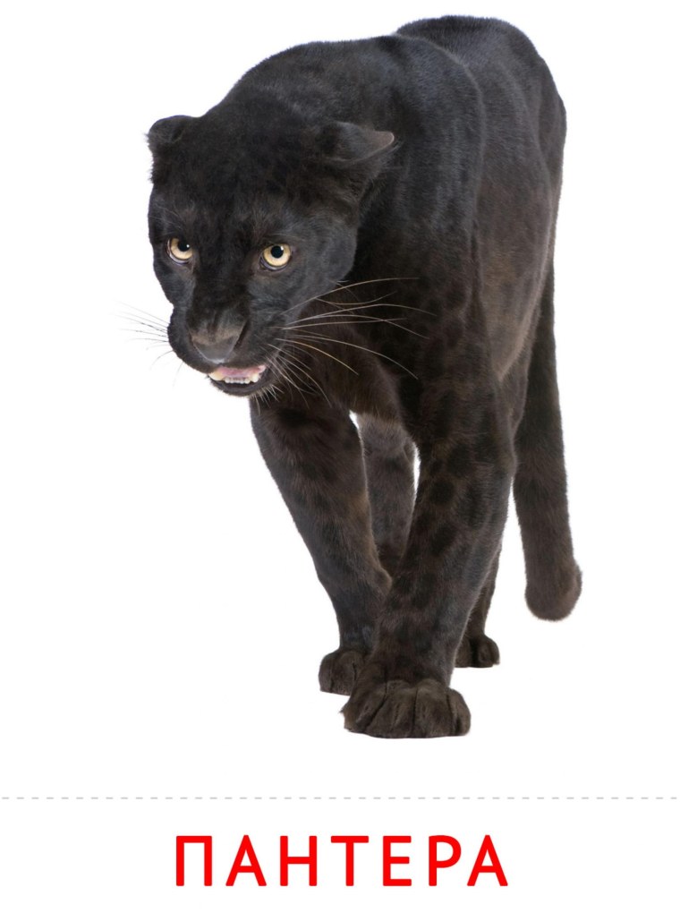 Гепард силуэт