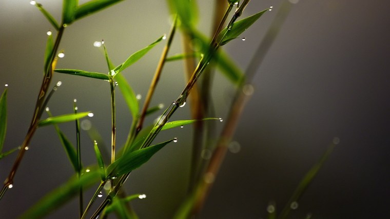 Стебли растений макро